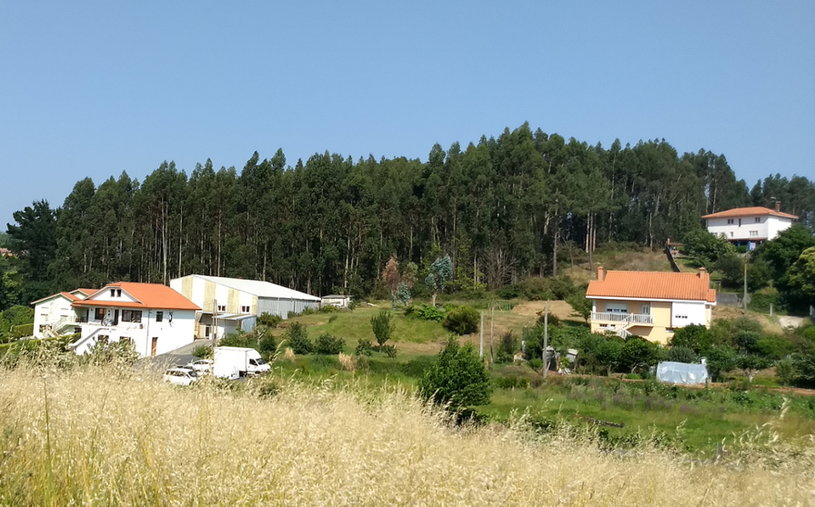 Almeiras Plantación de eucaliptos ao pé das casas