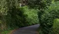 O BNG demanda a limpeza da maleza que invade as vías municipais