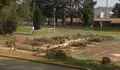 Demandamos compensar as árbores taladas no parque de Acea de Ama