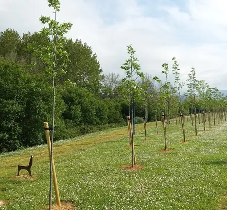 plantaci&oacute;n carballos no pol&iacute;gono de albedro