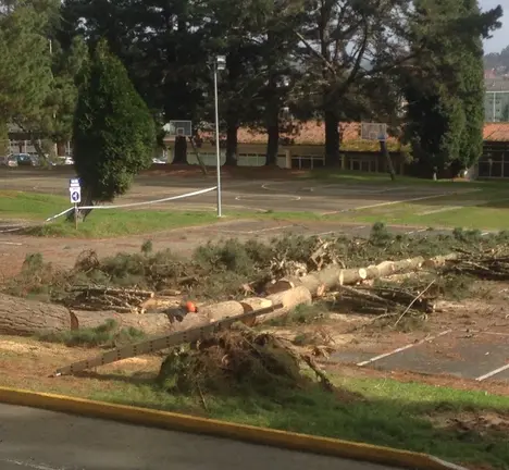 laboral tala &aacute;rbores