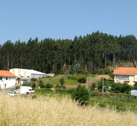 Almeiras Plantaci&oacute;n de eucaliptos ao p&eacute; das casas